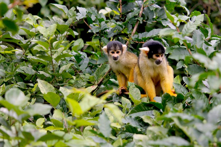monkeys in jungle 