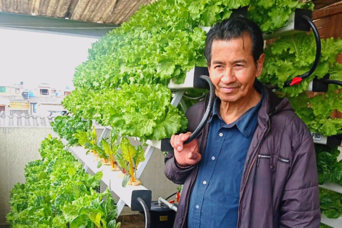 lettuce and cabbage growing for mine survivors in Colombia